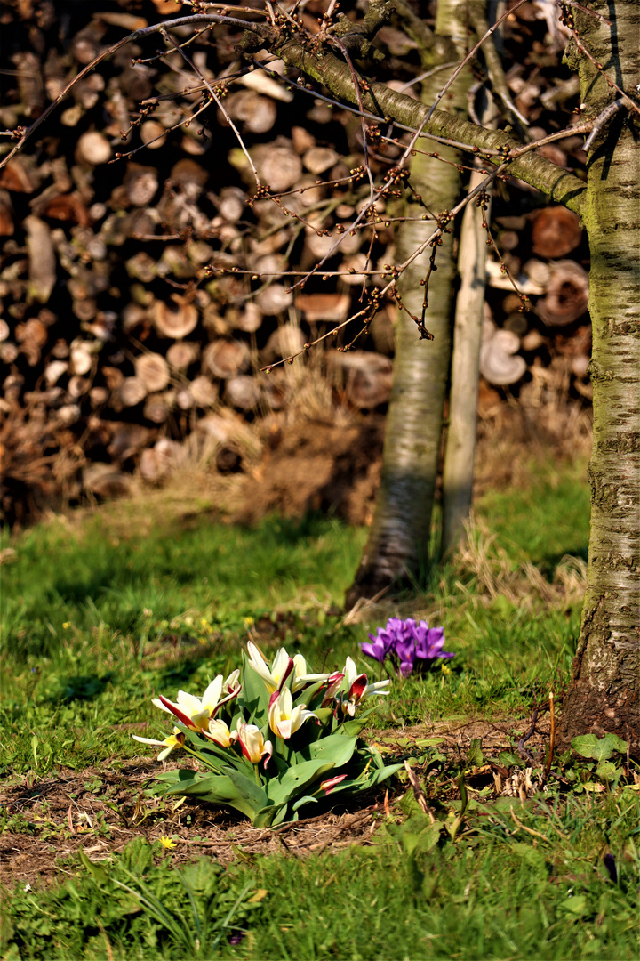 entlang an den ersten Gärten im Frühling ….