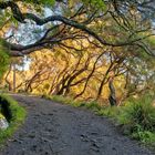 entlang der Levada