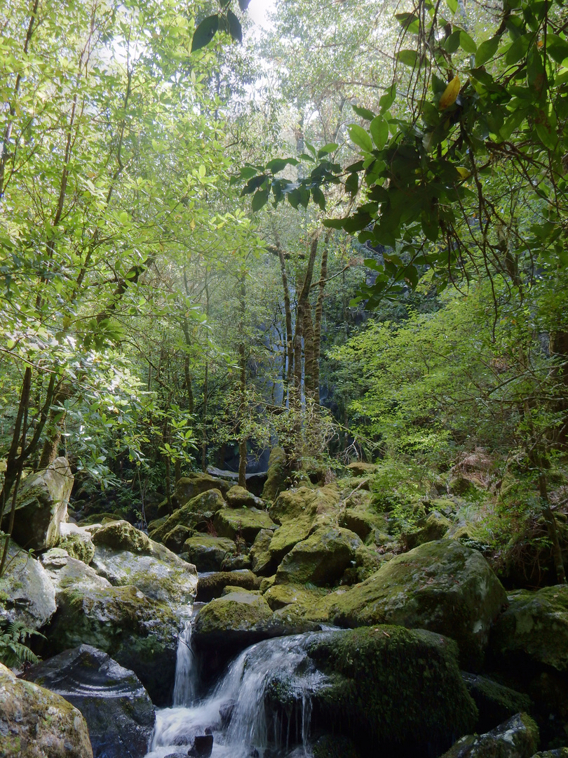 Entlang der Levada dos Cedros