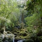 Entlang der Levada dos Cedros