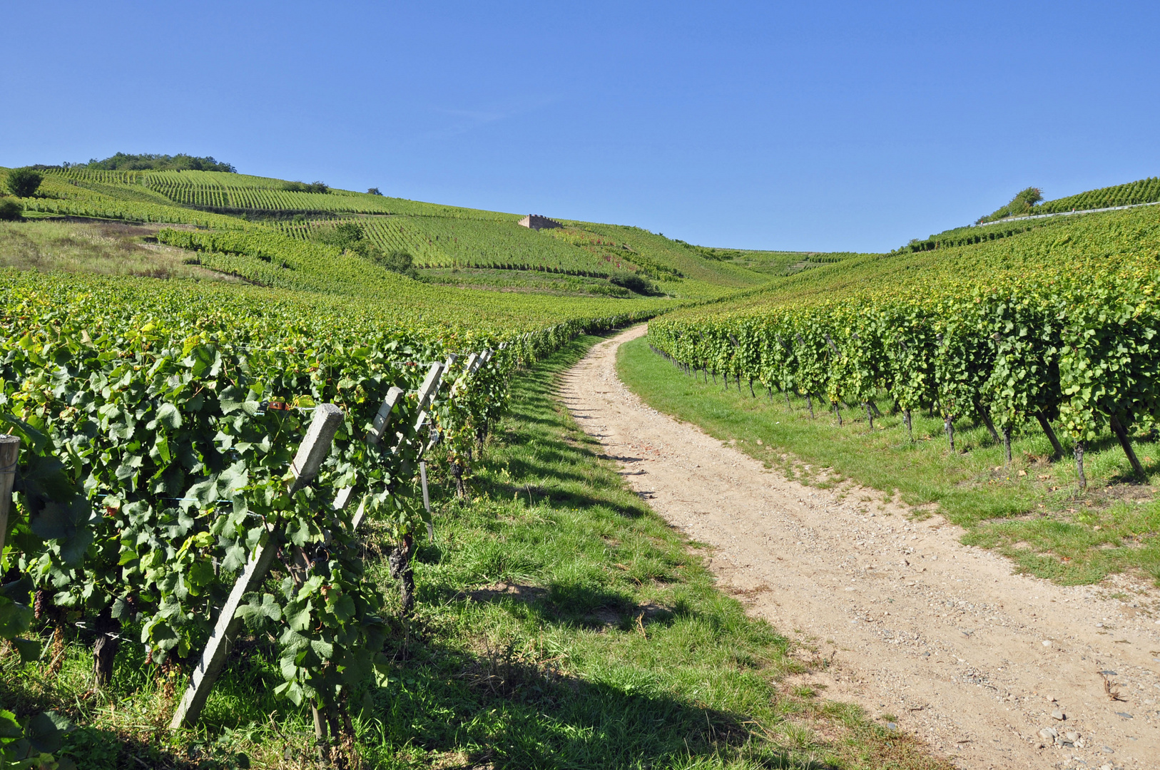 Entlang der Weinstrasse im Elsass