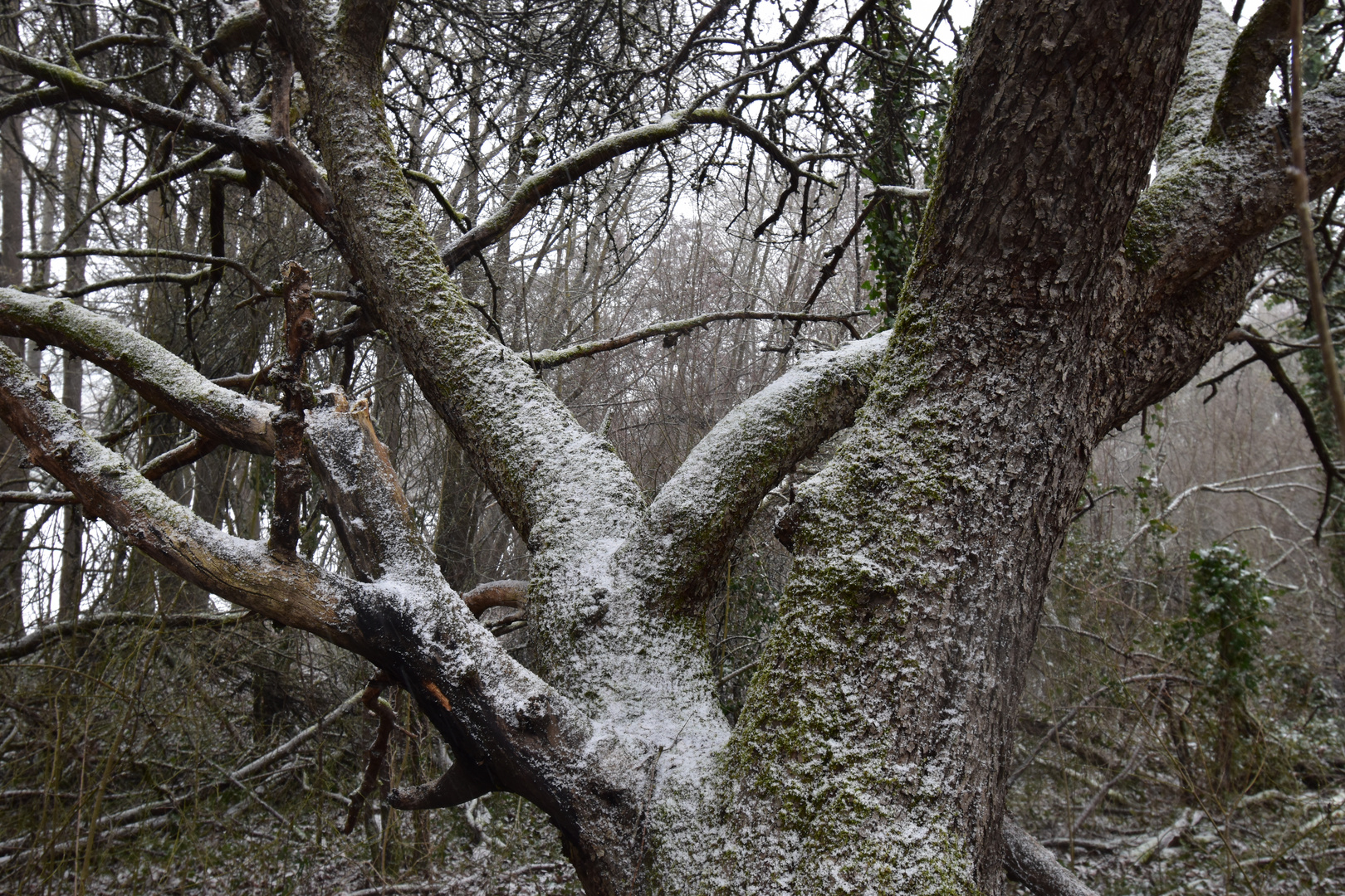 Entlang des Baumes