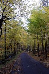 entlang des Mühlbachs wandert man durch den Herbstwald