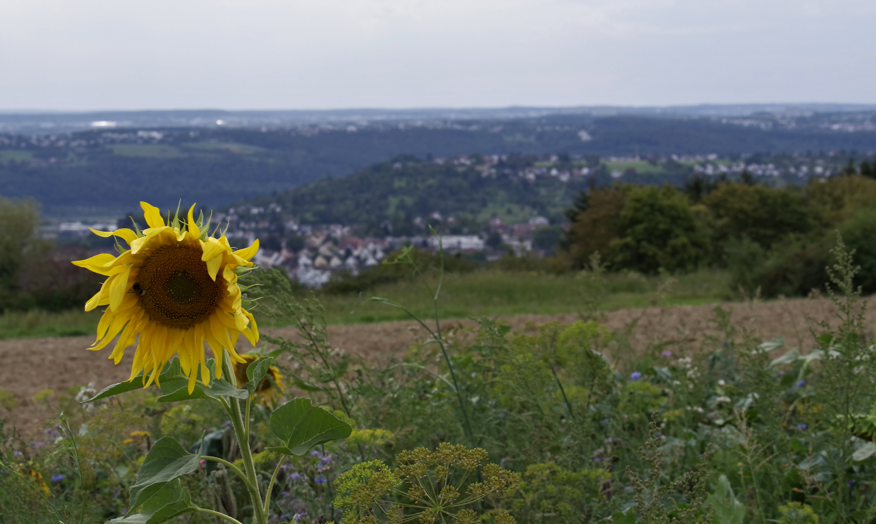 ..entlang des Panoramawegs