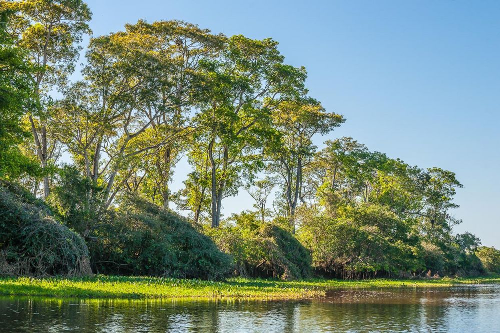 Entlang des Rio Lourenco