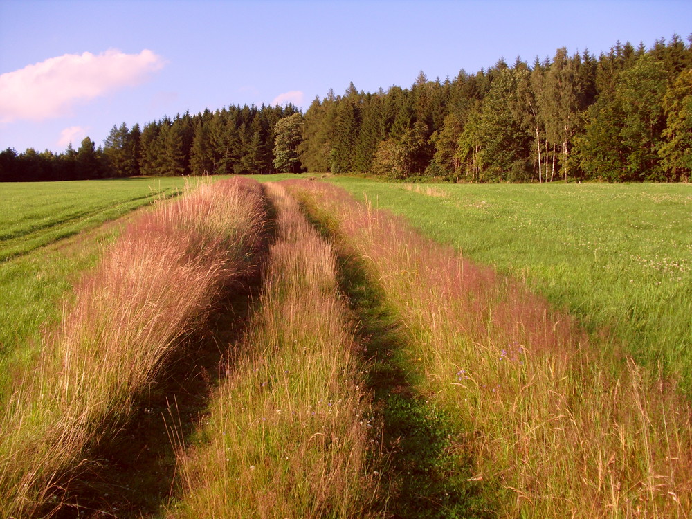 entlang des Weges