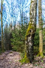 Entlang eines Waldpfades