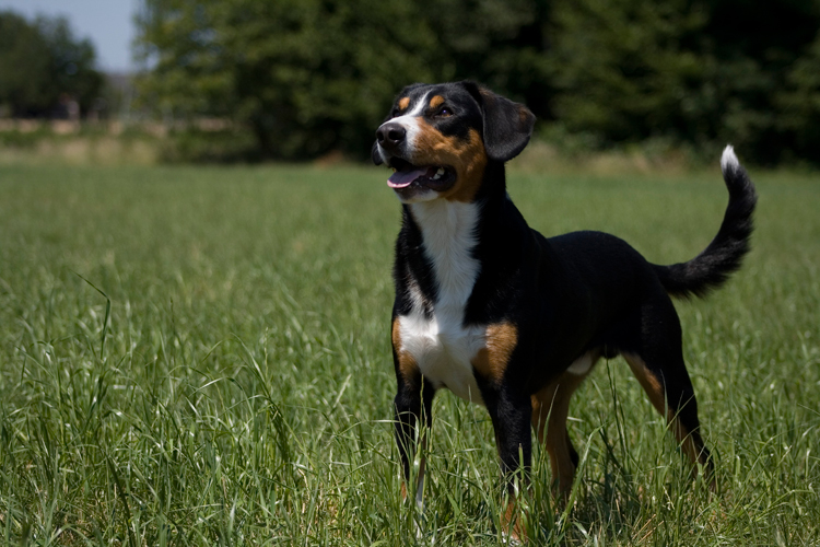 Entlebucher