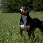 Entlebucher