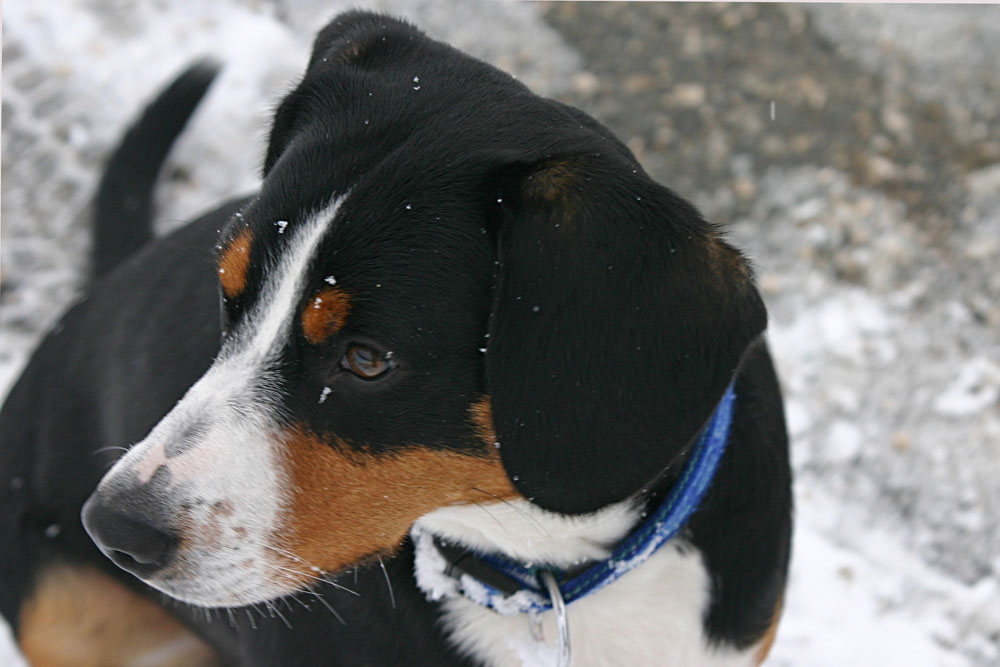 Entlebucher mit Schneeflocken