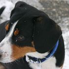 Entlebucher mit Schneeflocken