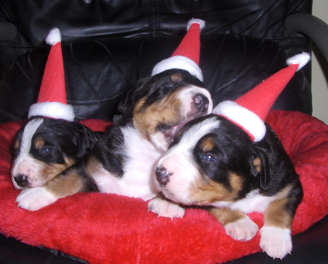 Entlebucher Sennehunde Weihnachtswichtel zwei Wochen alt.