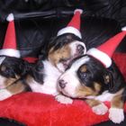 Entlebucher Sennehunde Weihnachtswichtel zwei Wochen alt.