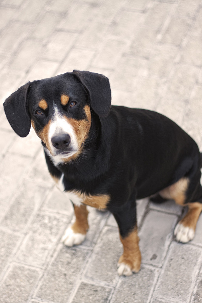 Entlebucher Sennenhund