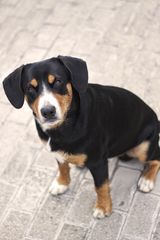 Entlebucher Sennenhund