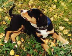 Entlebucher - Sennenhund