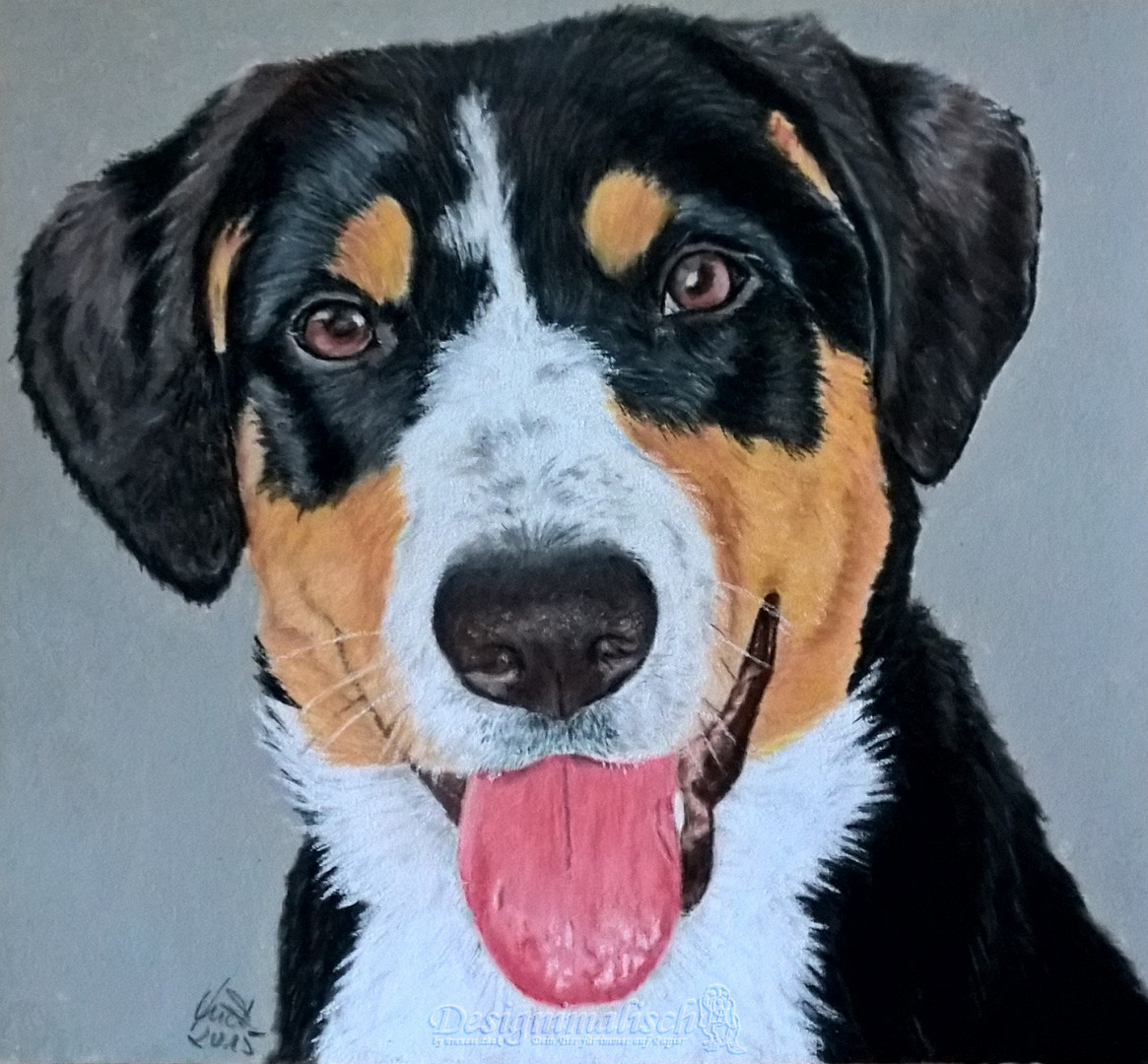 Entlebucher Sennenhund