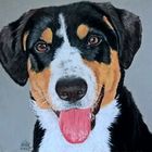 Entlebucher Sennenhund