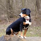 Entlebucher Sennenhund Cleo