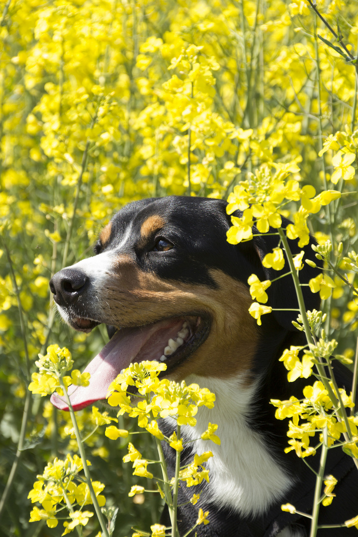 Entlebucher Sennenhund im Rapsfeld