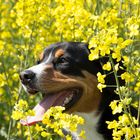 Entlebucher Sennenhund im Rapsfeld