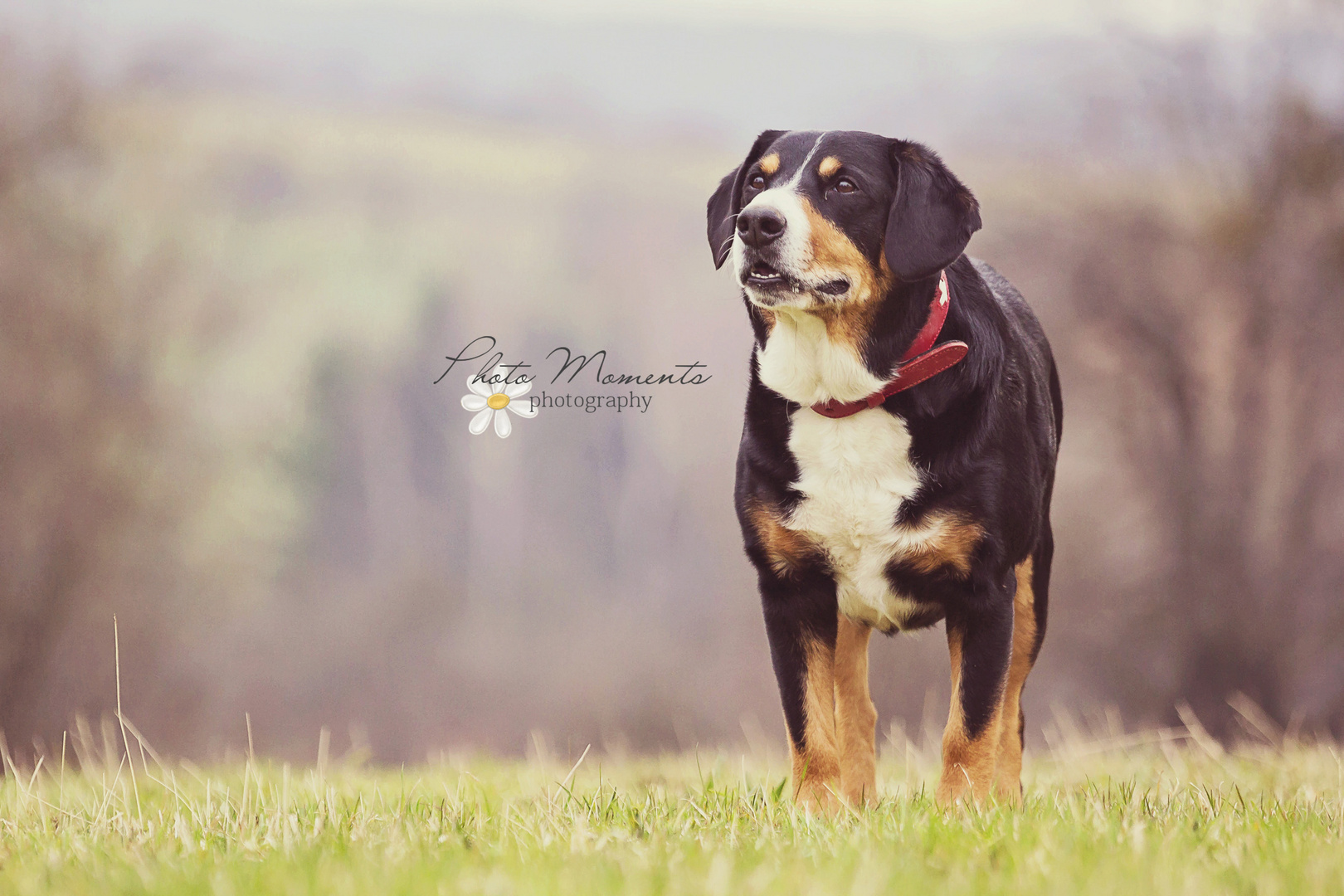 Entlebucher Sennenhund "Nando" 2