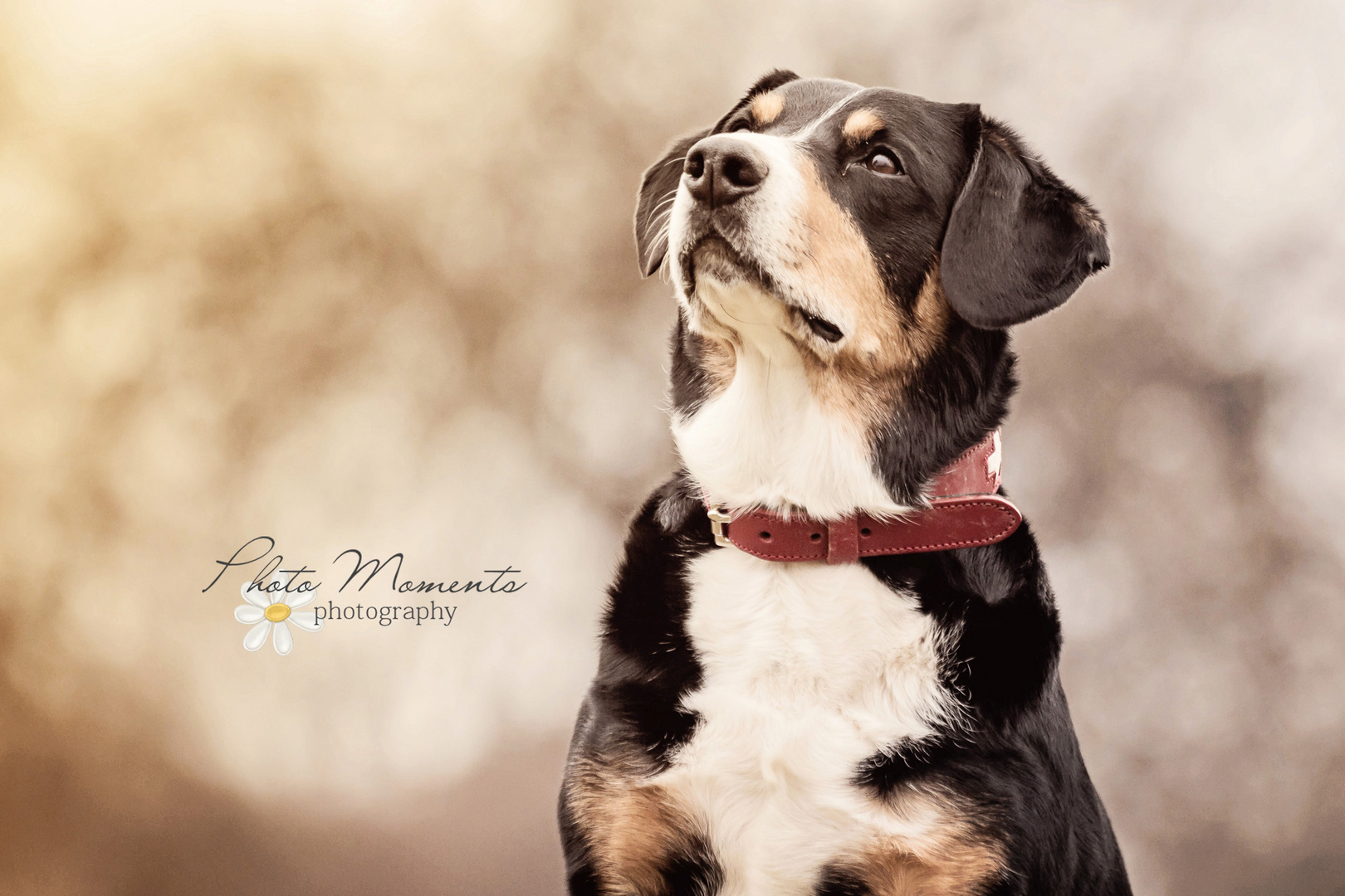 Entlebucher Sennenhund "Nando"