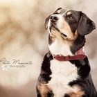 Entlebucher Sennenhund "Nando"