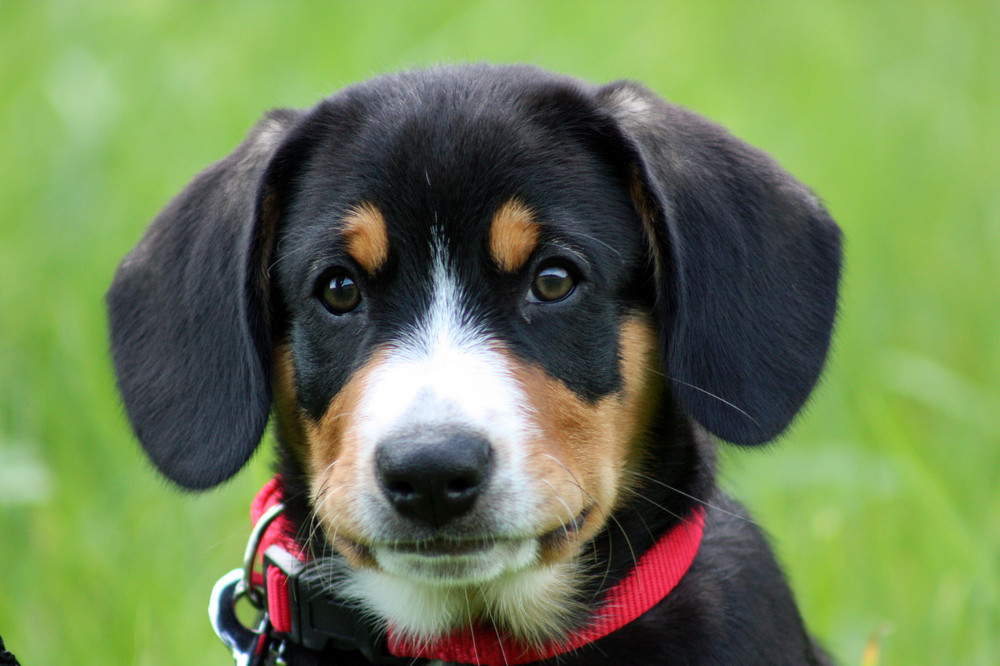 Entlebucher Sennenhund Welpe