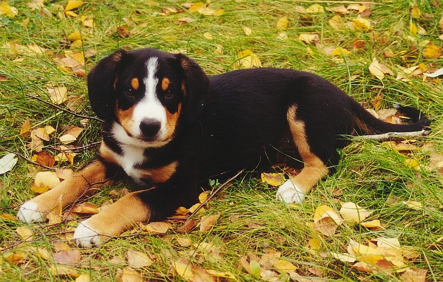 Entlebucher- Sennenund