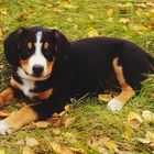 Entlebucher- Sennenund