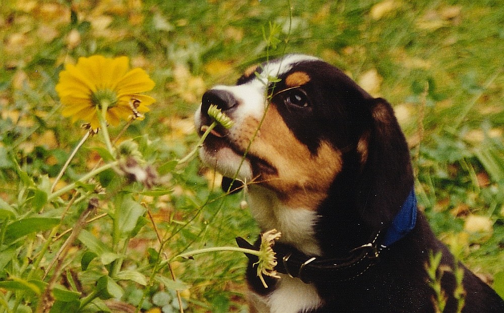 Entlebucher Sennenund