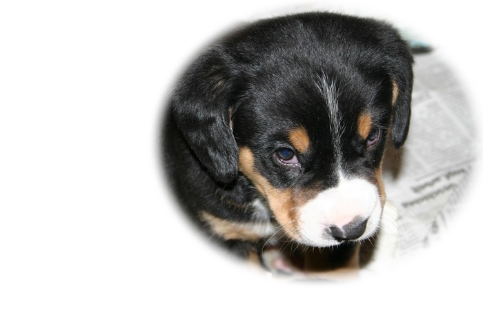 Entlebucher-Welpe