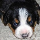 Entlebucher-Welpe