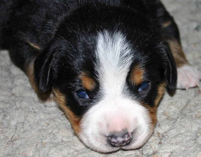 Entlebucher-Welpe