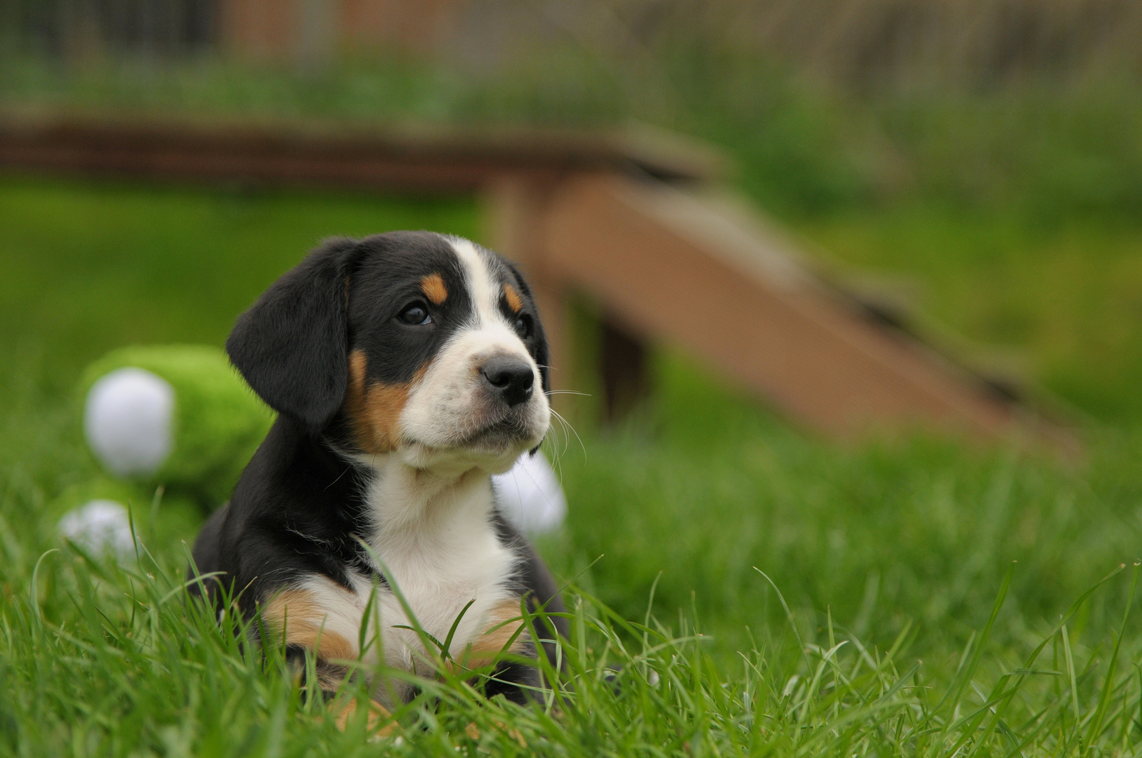 Entlebucher Welpe