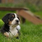 Entlebucher Welpe