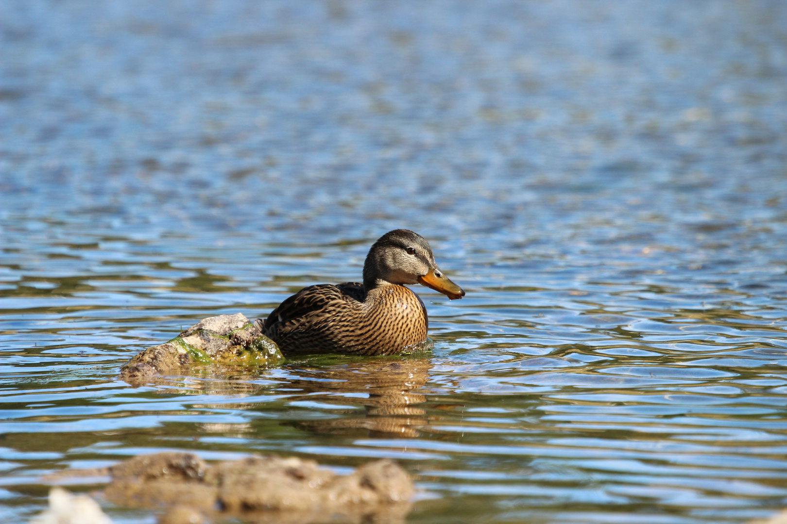 Entlein am Grünsee - Fanes