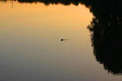 Entlein in der Abenddämerung