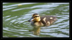 Entlein klein..schwimmt allein...