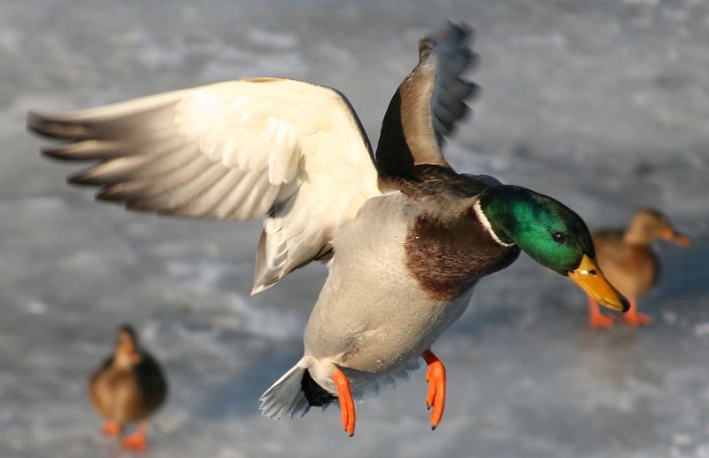 ENTlich.. äh endlich fliegen!