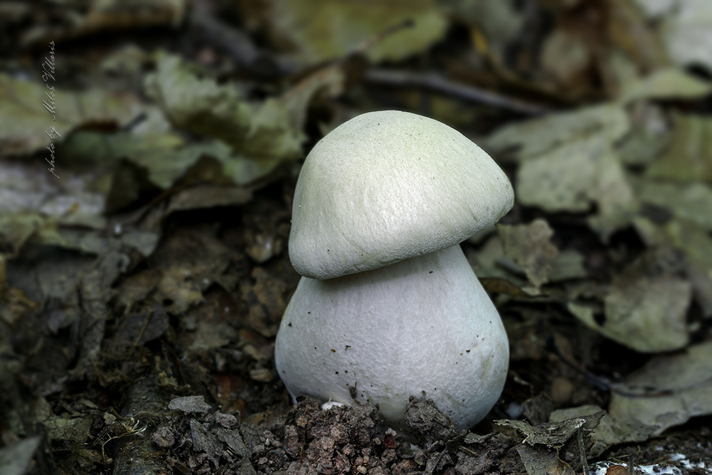 Entoloma sinuatum