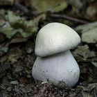 Entoloma sinuatum