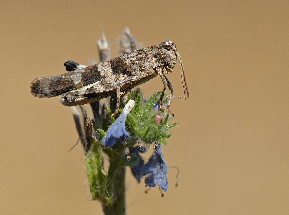 Entomophaga grylli: Ein (aus evolutionärer Sicht) schlauer Neuroparasit