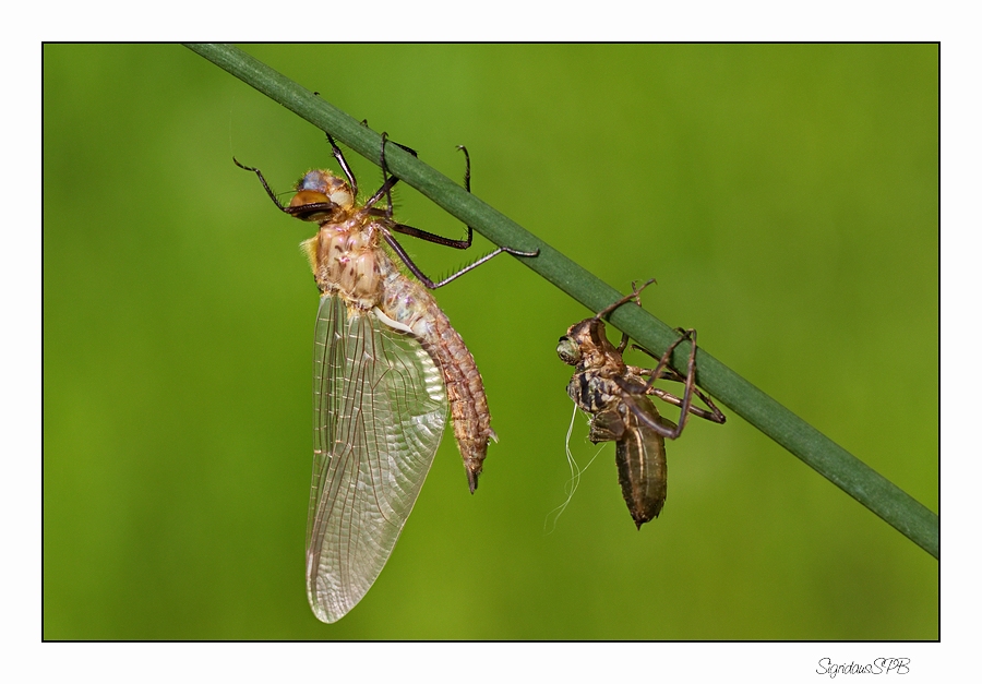 Entpuppung einer Libelle....