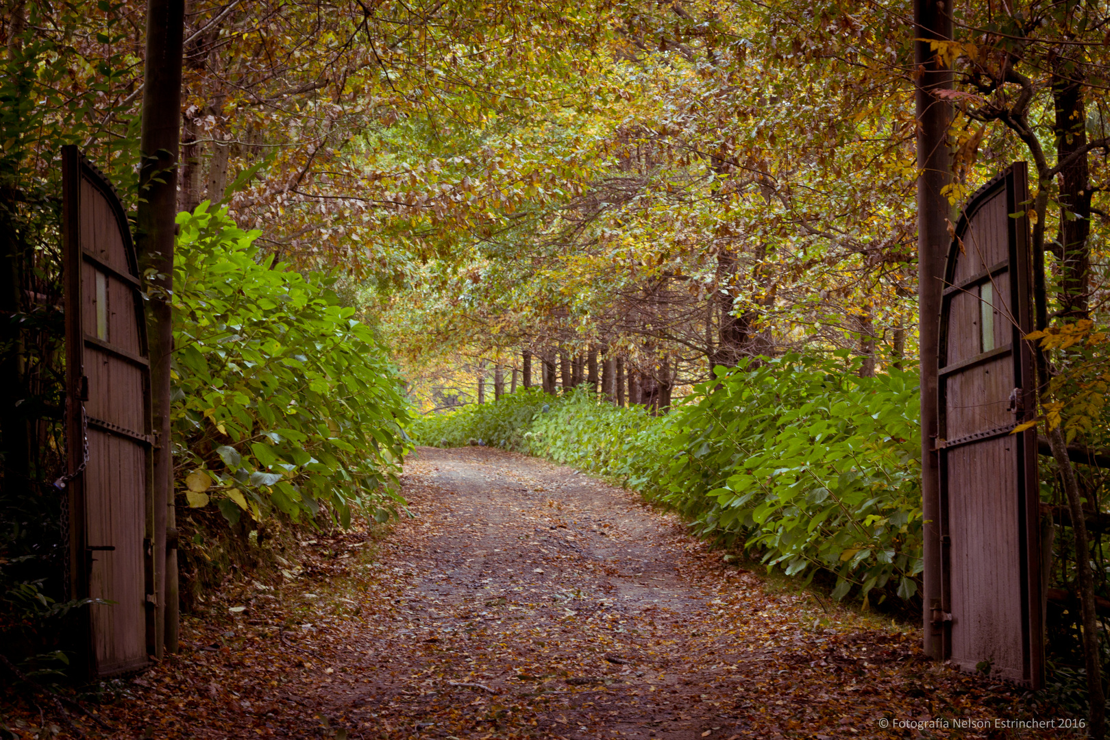 Entra al Otoño 