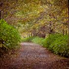 Entra al Otoño 