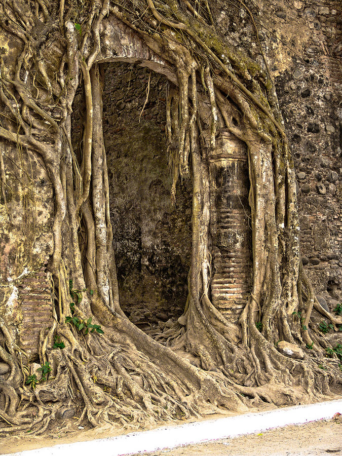 Entrada a la casa del Arbol