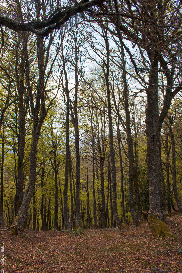 Entrada al bosque