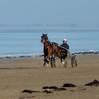 Entrainement des chevaux de course